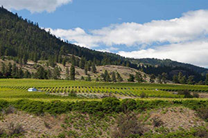 Accent Limousine will treat you to a luxurious drive to one of the most beautiful regions in the Okanagan Valley.